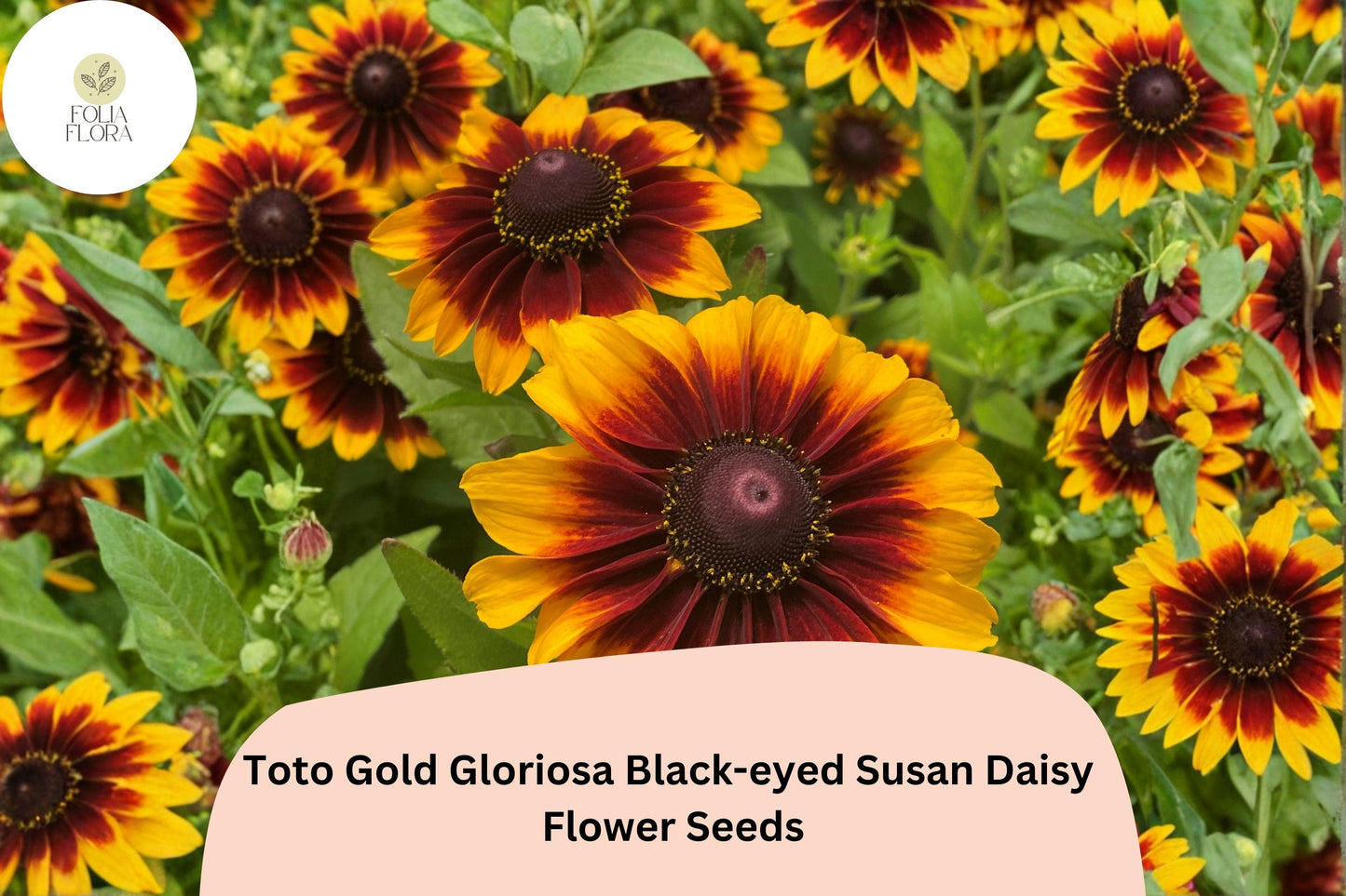 200+ Toto Gold Gloriosa Black-eyed Susan Daisy Seeds | Rudbeckia hirta | Bright Golden Blooms | Easy to Grow Perennial