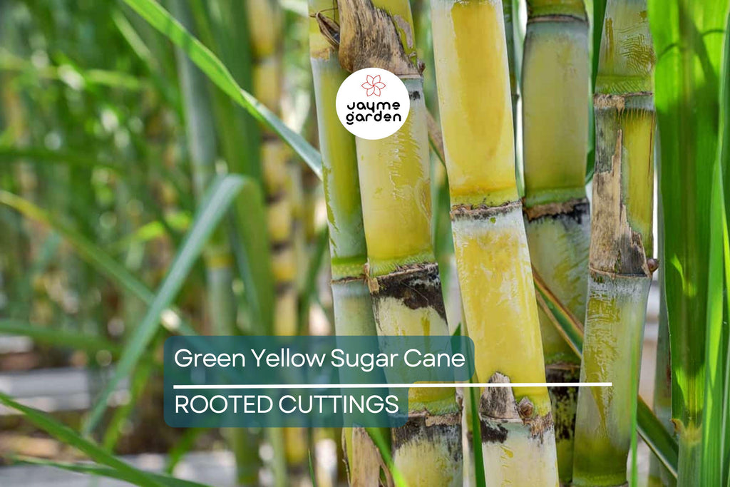 1 Rooted Green/Yellow Sugar Cane Plant - Organic Juicing & Chewing Sugarcane - Ready to Plant, Potted Live Plant