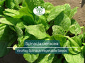1 Gram Seeds Spinach Viroflay – Spinacia oleracea | Heirloom Vegetable Seeds for Planting, Gardening & Fresh Harvests