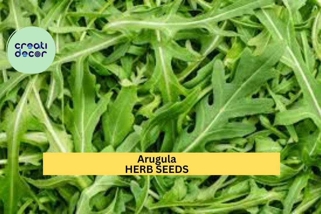 3pcs of 1g Arugula Seeds – Peppery Leafy Greens for Salads, Sandwiches, and Easy Home Garden Vegetable Growing Seeds for Planting