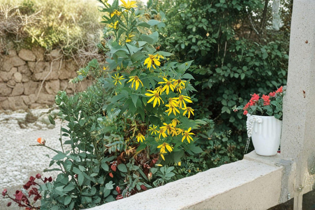 Cutleaf Coneflower Seeds – Rudbeckia laciniata var. ampla, Native Perennial (50 Seeds)