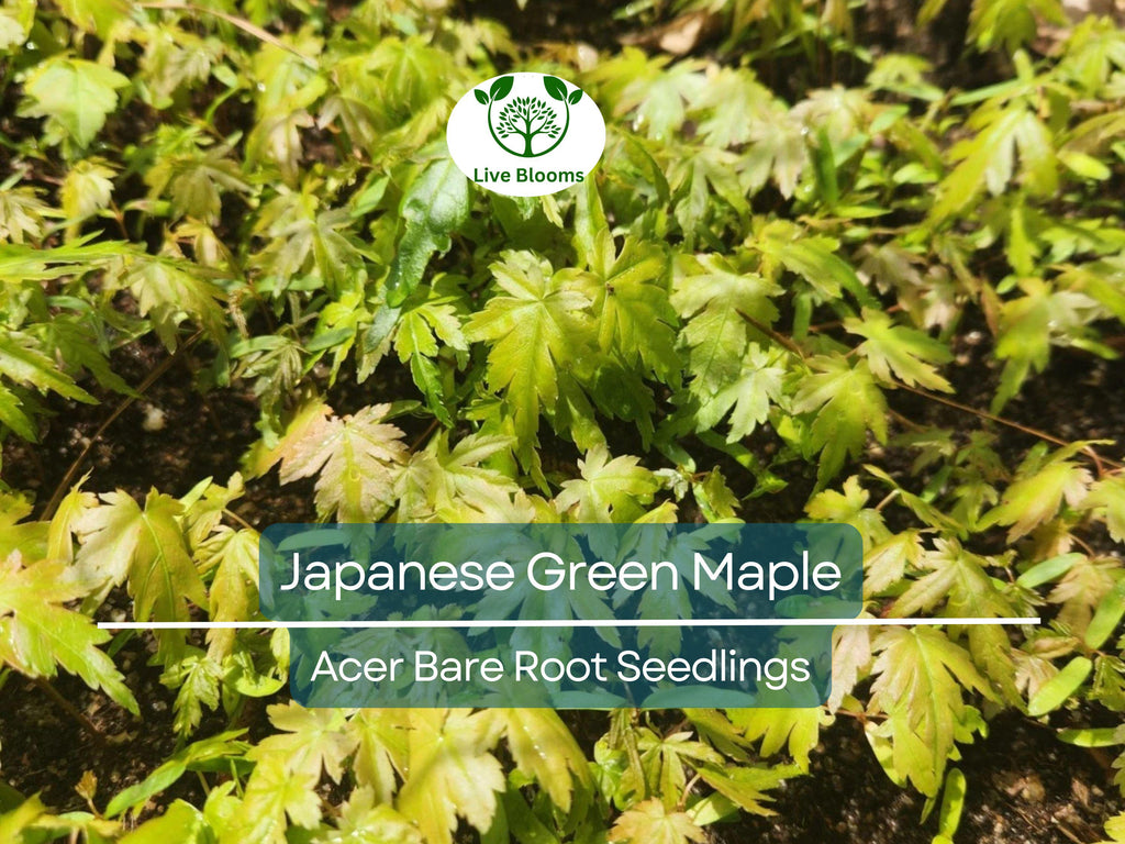 5 Japanese Green Maple Seedlings – Bare Root Starter Plants – Momiji Small Leaf Variety – Great for Bonsai or Landscape