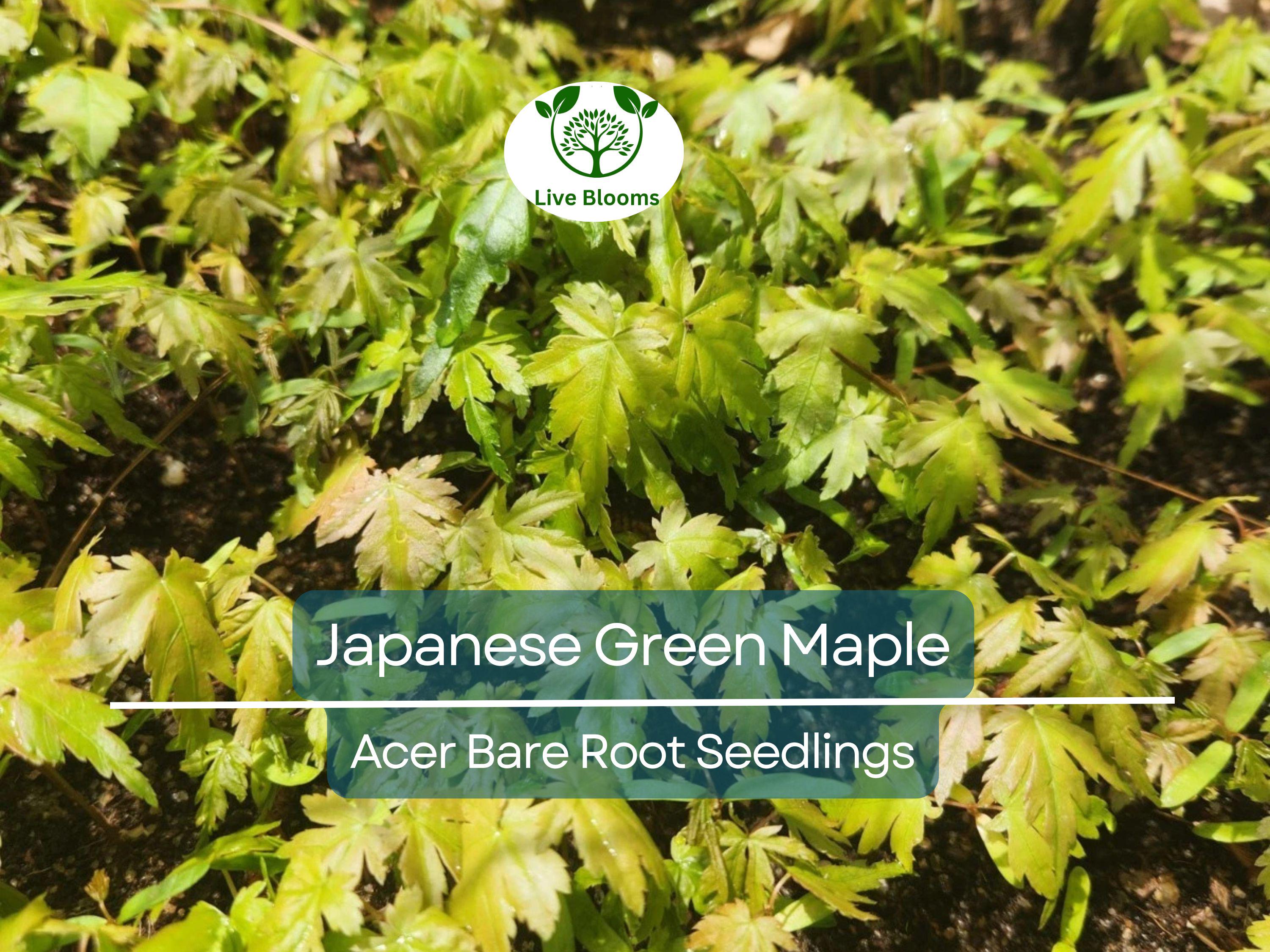 5 Japanese Green Maple Seedlings – Bare Root Starter Plants – Momiji Small Leaf Variety – Great for Bonsai or Landscape