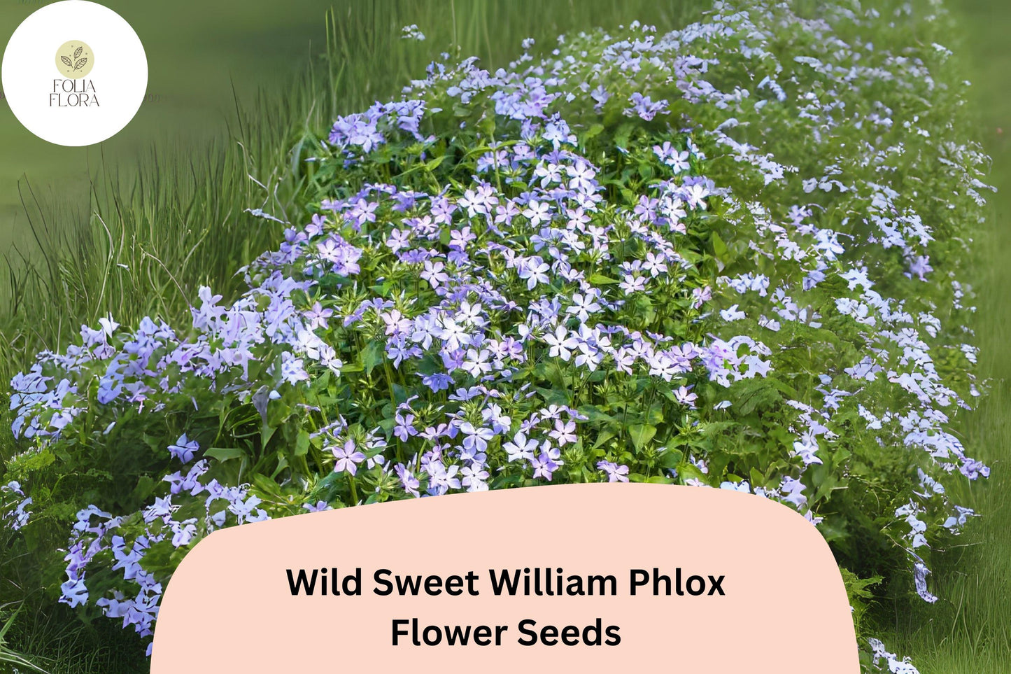 100+ Wild Sweet William Phlox Seeds – Perennial Garden Flower Seeds, Phlox maculata