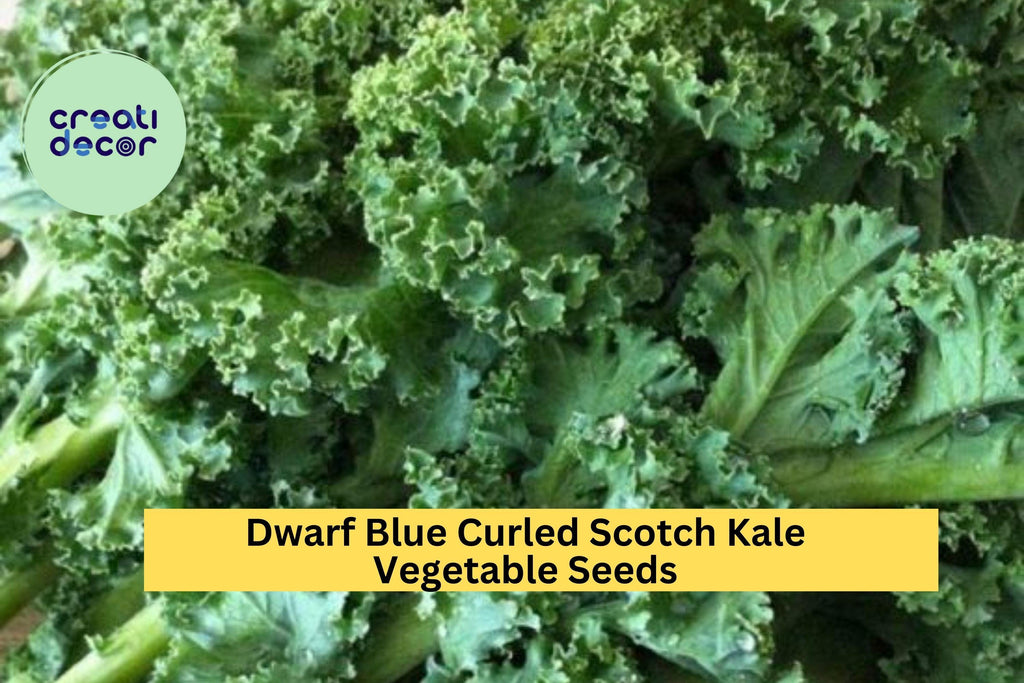 3pcs of 1g Dwarf Blue Curled Scotch Kale Seeds – Cold Hardy Leafy Green for Cooking, Juicing & Garden Growing Seeds for Planting