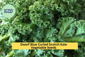 3pcs of 1g Dwarf Blue Curled Scotch Kale Seeds – Cold Hardy Leafy Green for Cooking, Juicing & Garden Growing Seeds for Planting