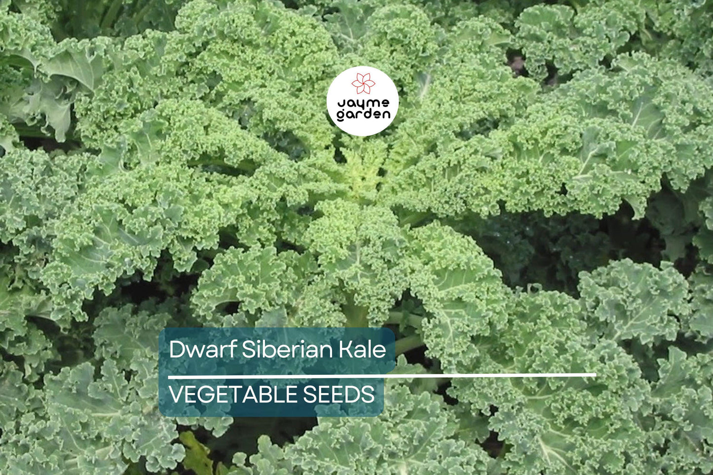 2,000 Dwarf Siberian Kale Seeds – Non-GMO Heirloom, Cool Weather, Great for Containers | Free Shipping
