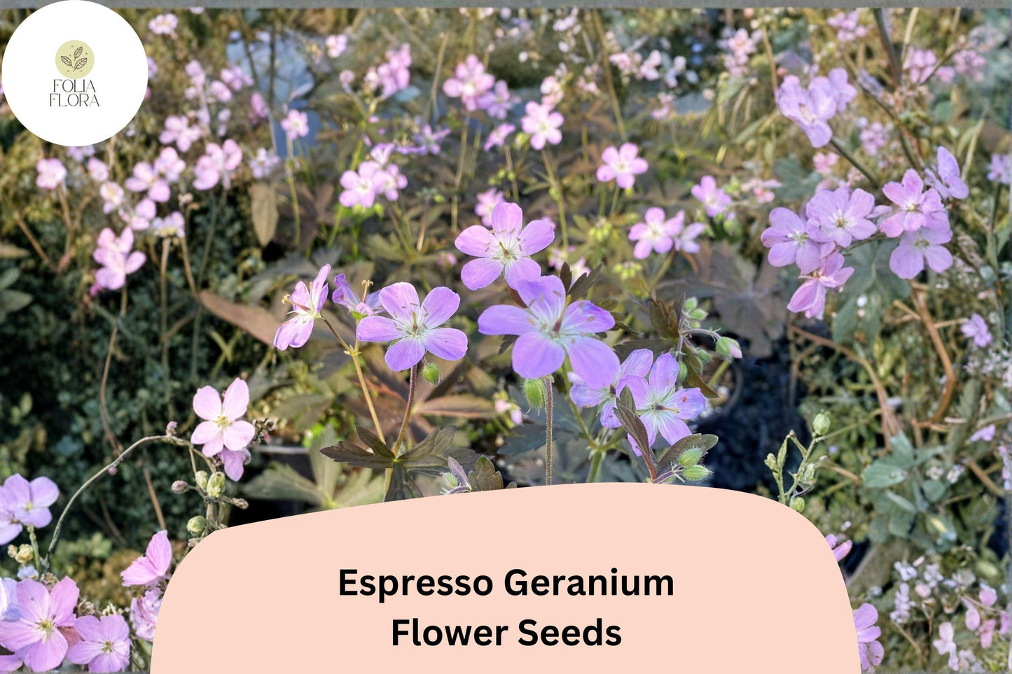 25+ Espresso Geranium Seeds | Pink Blooms & Dark Bronze Foliage | Hardy Perennial for Garden Beds and Borders