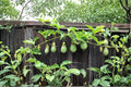 Purple Passion Fruit 10 Cuttings 12" (Passiflora edulis) Tropical Passionfruit Vine