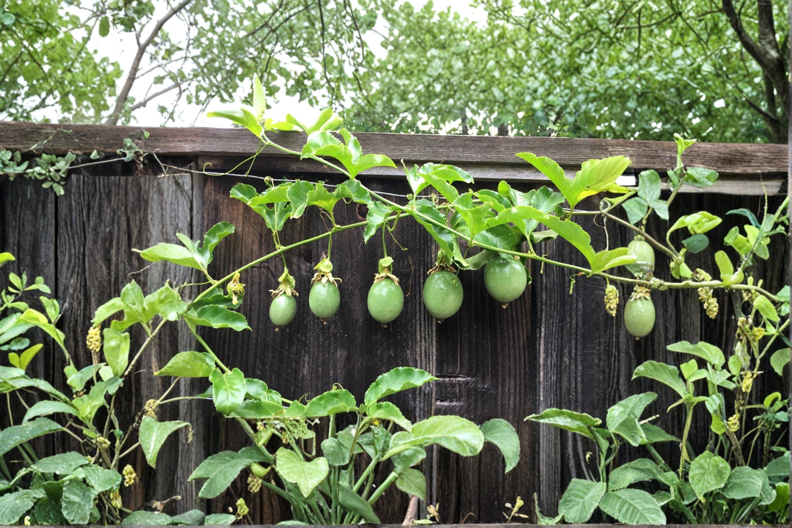 Purple Passion Fruit 10 Cuttings 12" (Passiflora edulis) Tropical Passionfruit Vine