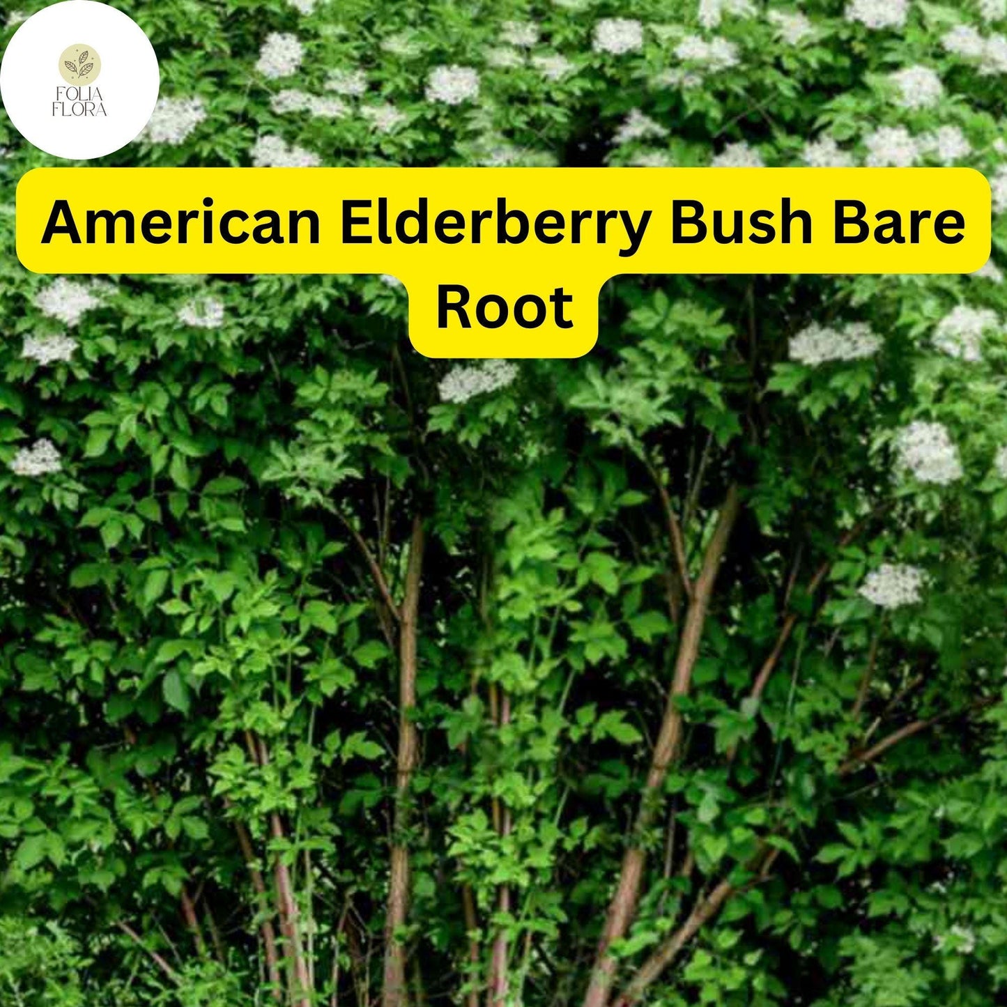 2 Sambucus canadensis American Elderberry Bush - Live Bare Root Plant for Zones 3-9 - Edible Berries, Wildlife-Friendly
