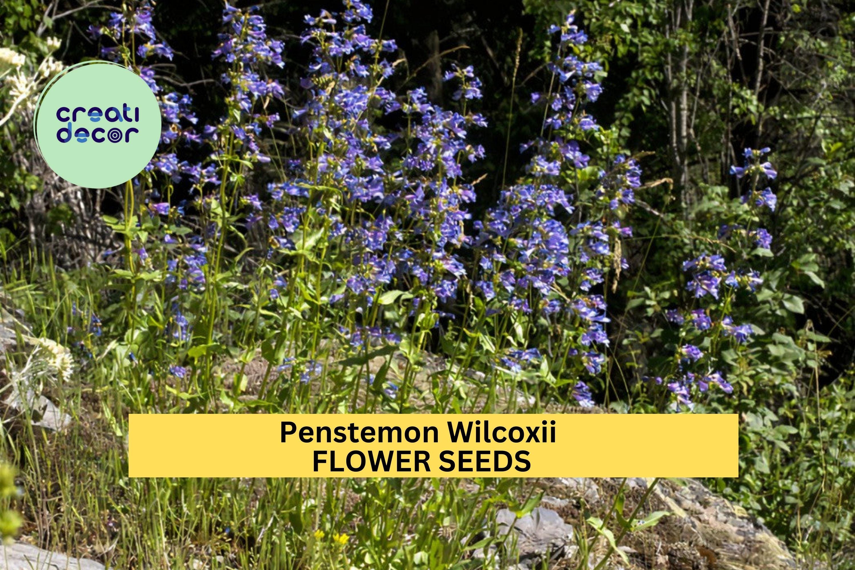 3pcs of 100mg Penstemon wilcoxii Seeds – Wilcox's Penstemon for Native Pollinator Gardens and Dry Rocky Soils Seeds for Planting