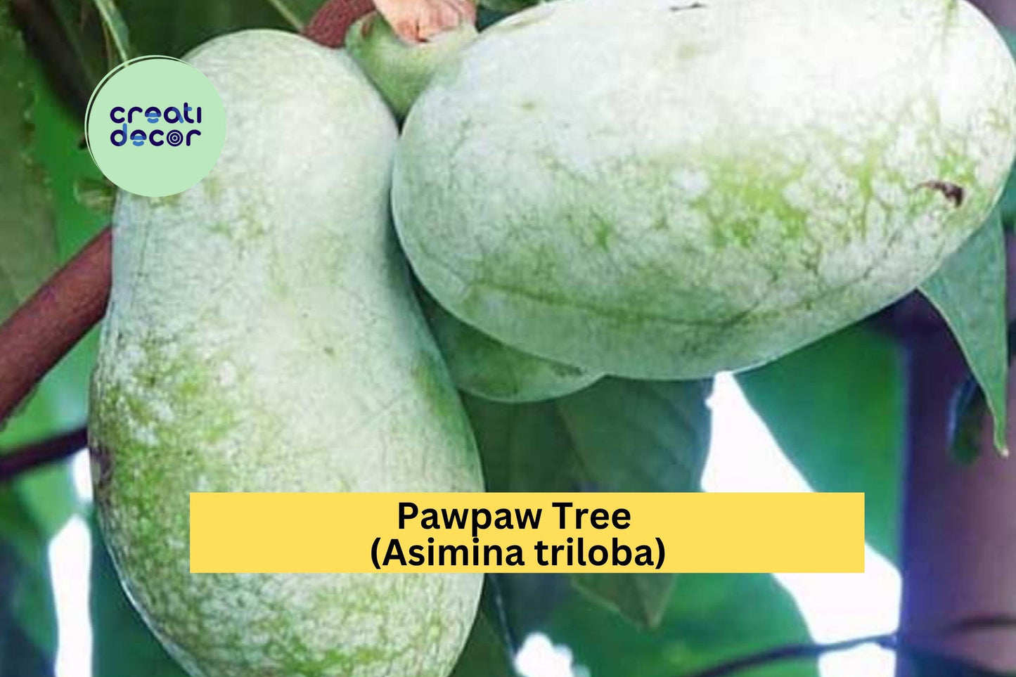 Pawpaw Tree | Asimina triloba | Live Seedling Fruit Tree | Native Perennial | No Ship CA