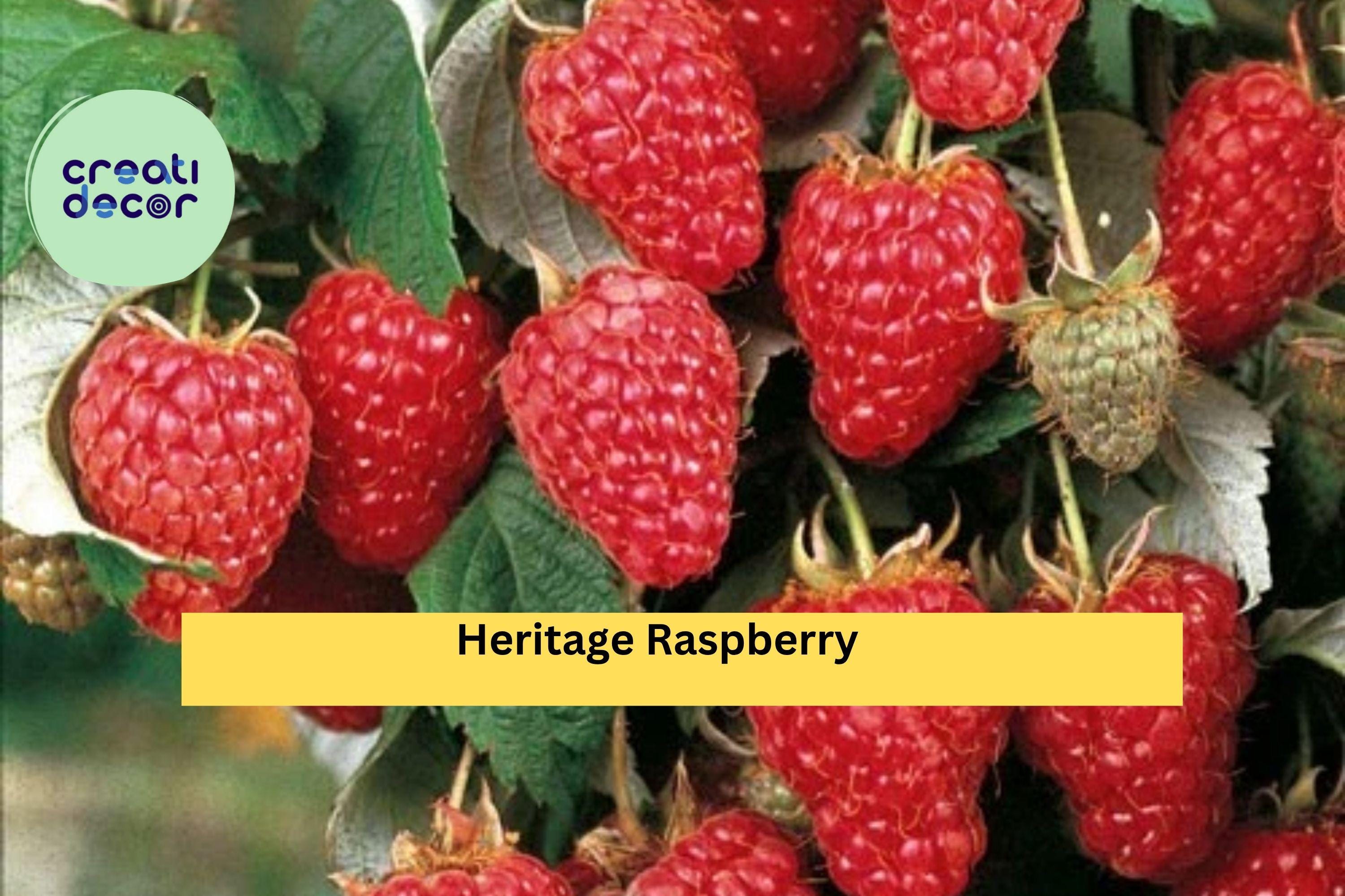 Heritage Raspberry Plant – Live 3-Year-Old Large Mature Rooted Plant, Rubus idaeus Perennial Fruit Bush for Garden, Patio, or Orchard