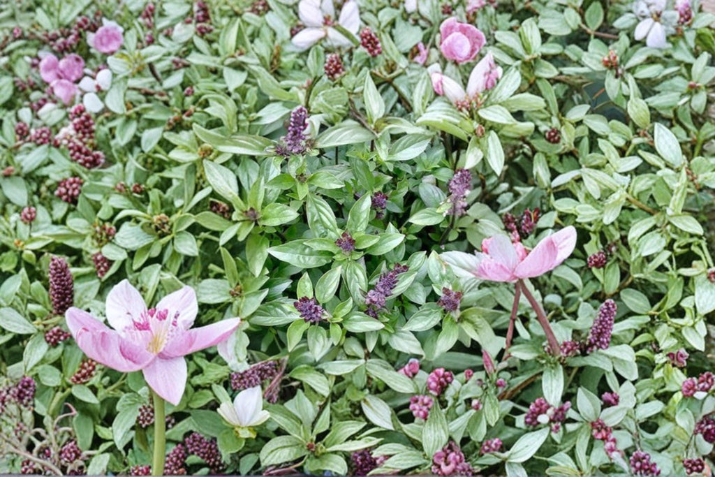 Cinnamon Basil – Ocimum basilicum Seeds | 75 Seeds | Aromatic Herb Variety | Edible Garden Favorite