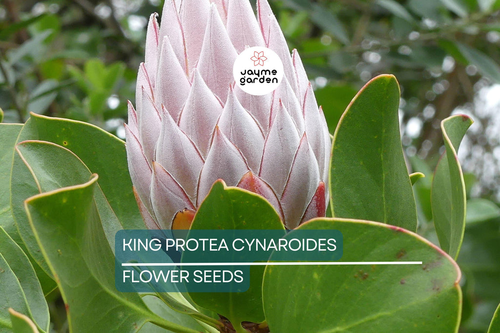 5 King Protea Cynaroides Seeds – Giant 12" Flowers, Rare Exotic Garden Plant