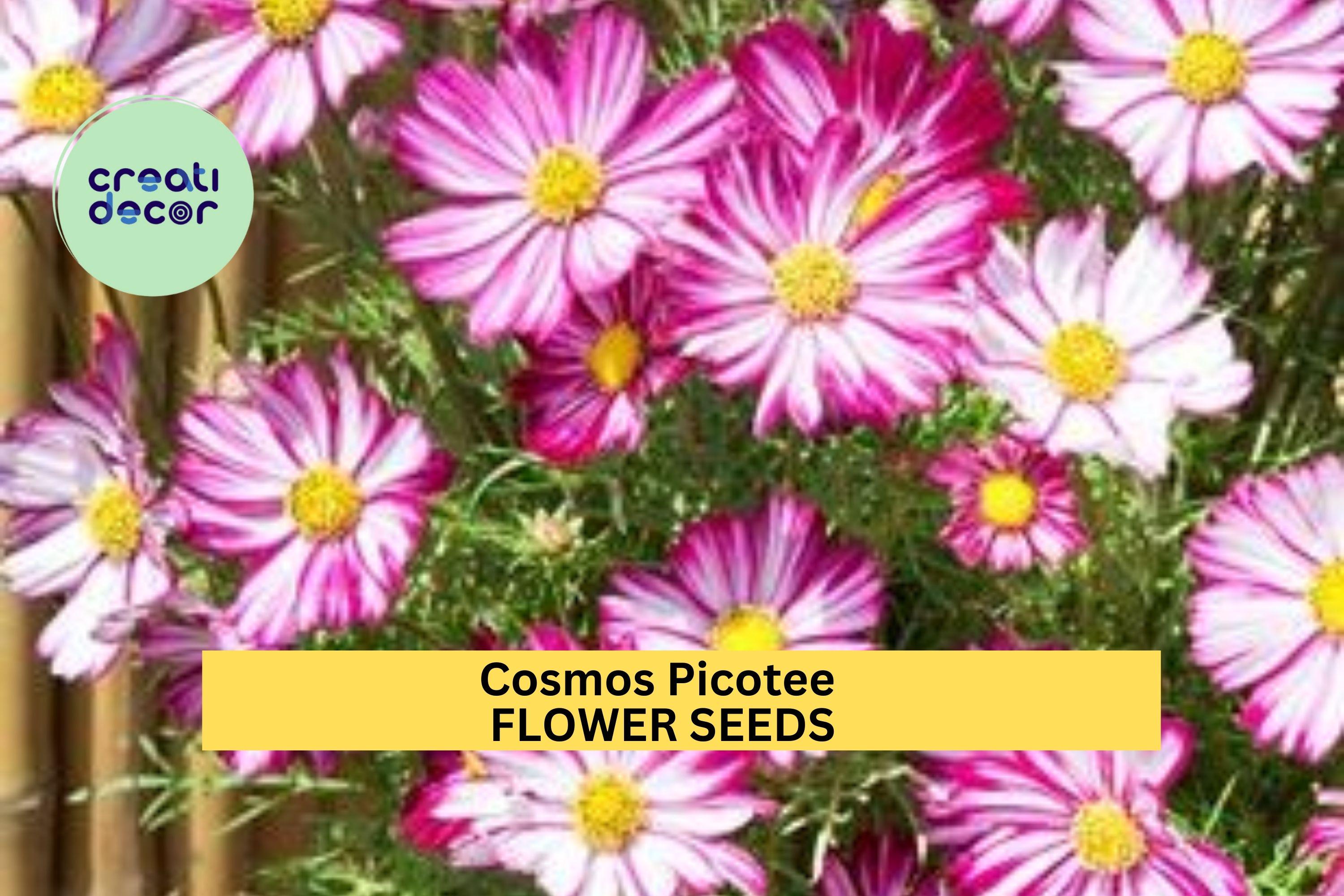 3pcs of 1g Cosmos Picotee Seeds – Bi-Color Edge Blooms for Cottage Gardens, Wildflower Beds, or Cut Flower Borders Seeds for Planting