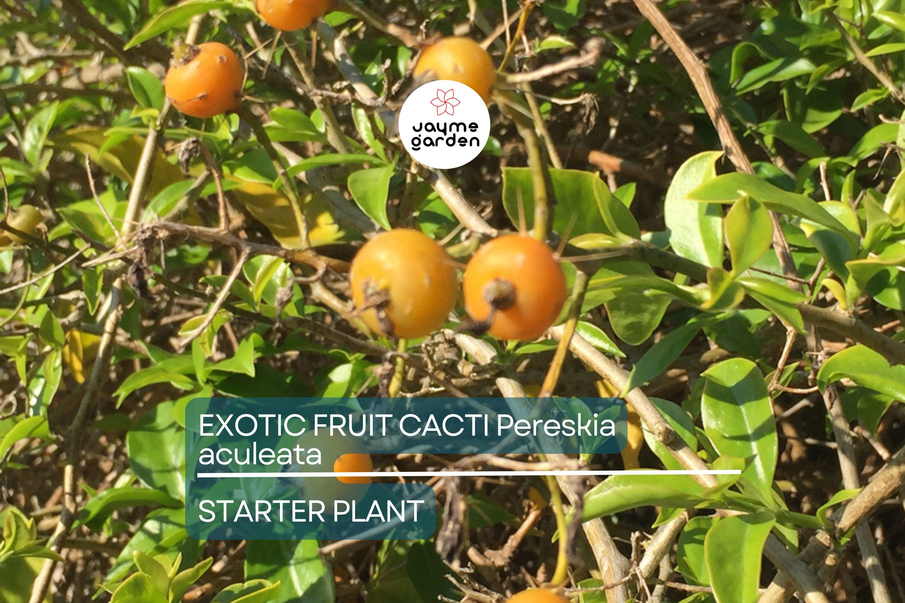 Exotic Fruit Cactus Vine (Pereskia aculeata) 6”-12” Climber Gold Cactus Plant in 4” Pot – Rare, Edible, and Ornamental
