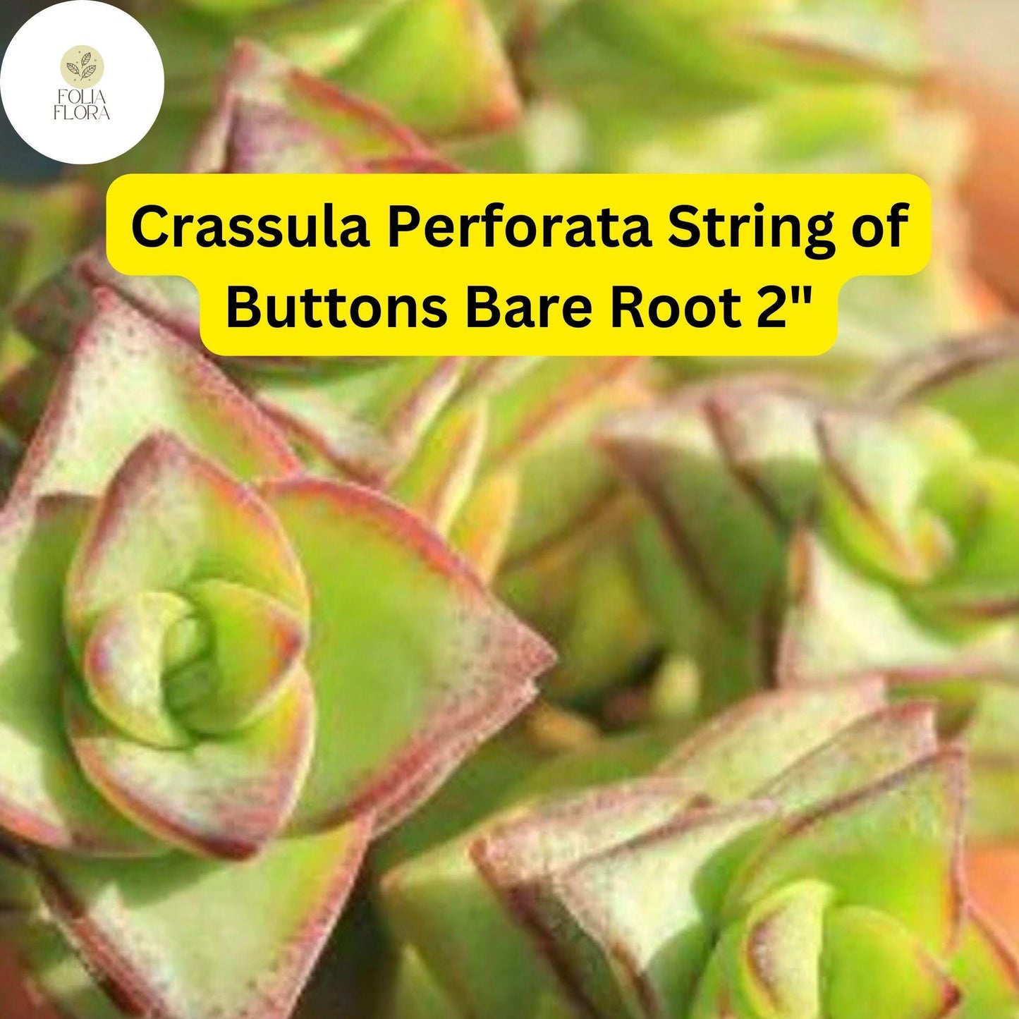 Crassula Perforata ‘String of Buttons’ | 2 Live 2” Bare Root Plants | Stacked Leaves, Easy-Care Succulent, Unique Trailing Plant