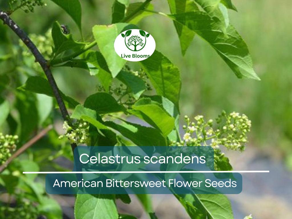 30 Seeds Celastrus scandens (American Bittersweet) for Planting | Native Climbing Vine for Garden, Landscaping & Wildlife Support