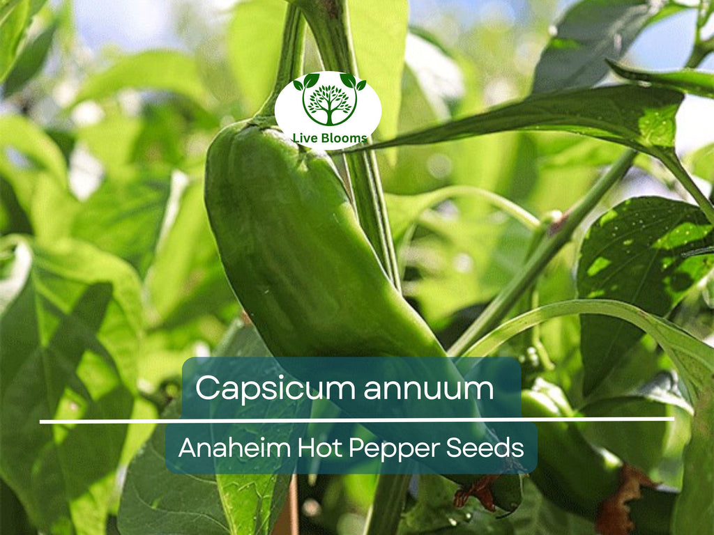 30 Seeds Anaheim Hot Pepper – Capsicum annuum | Mildly Spicy Peppers for Planting, Gardening & Flavorful Harvests