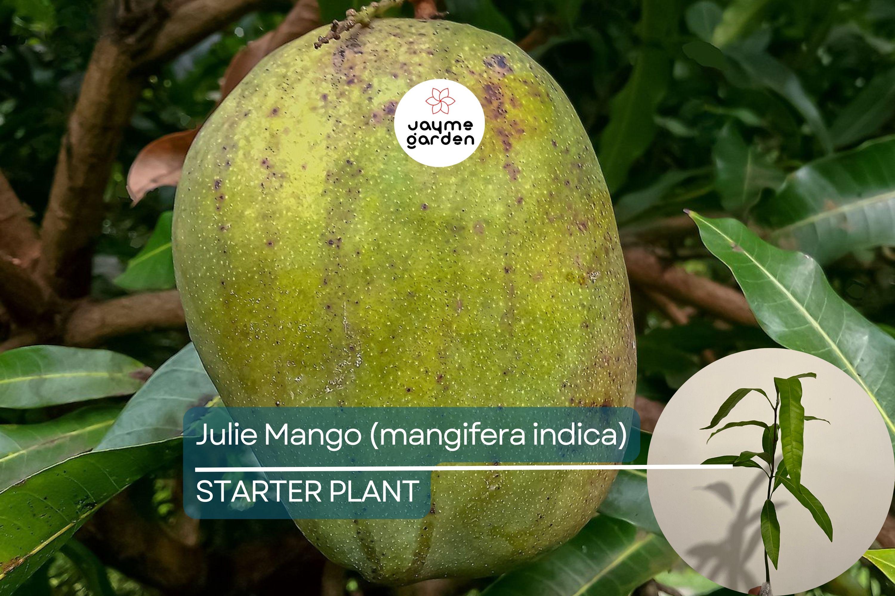 Julie Mango (Mangifera indica) Live Tree Seedling 1’-2’ | Tropical Fruit for Small Spaces | Sweet, Aromatic Mangoes