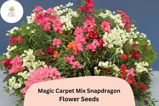 Antirrhinum majus Magic Carpet Mix Snapdragon Seeds – 1000+ Vibrant Blooms for Garden & Cut Flowers