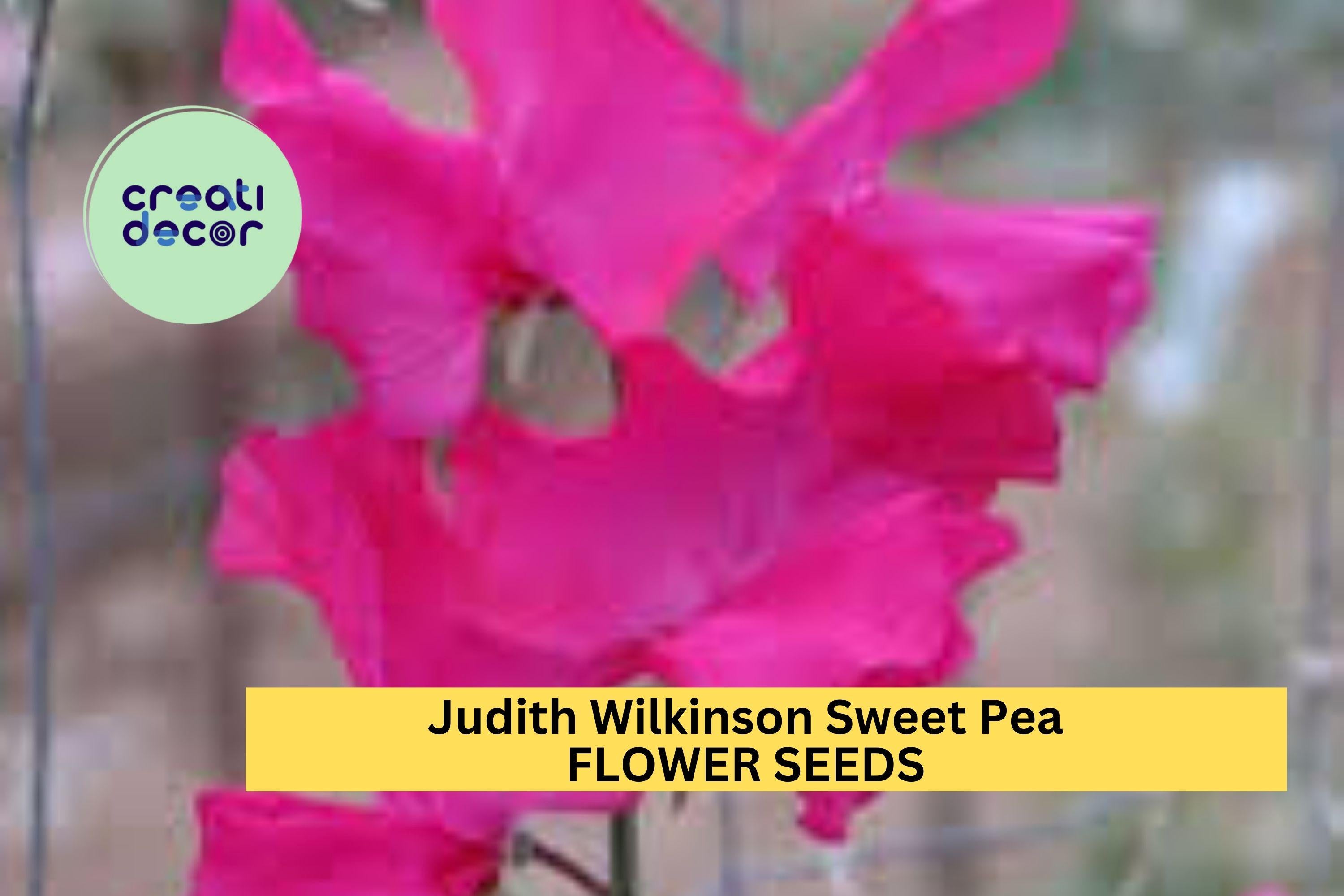 Judith Wilkinson Sweet Pea Seeds – 50+ Bright Pink Blooms – Climbing Flower Vine for Bouquets, Trellises & Cottage Gardens – USA