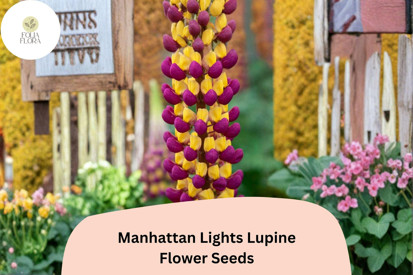 25+ Manhattan Lights Lupine Seeds | Bicolor Purple Yellow Lupinus | Tall Lupine for Garden Planting