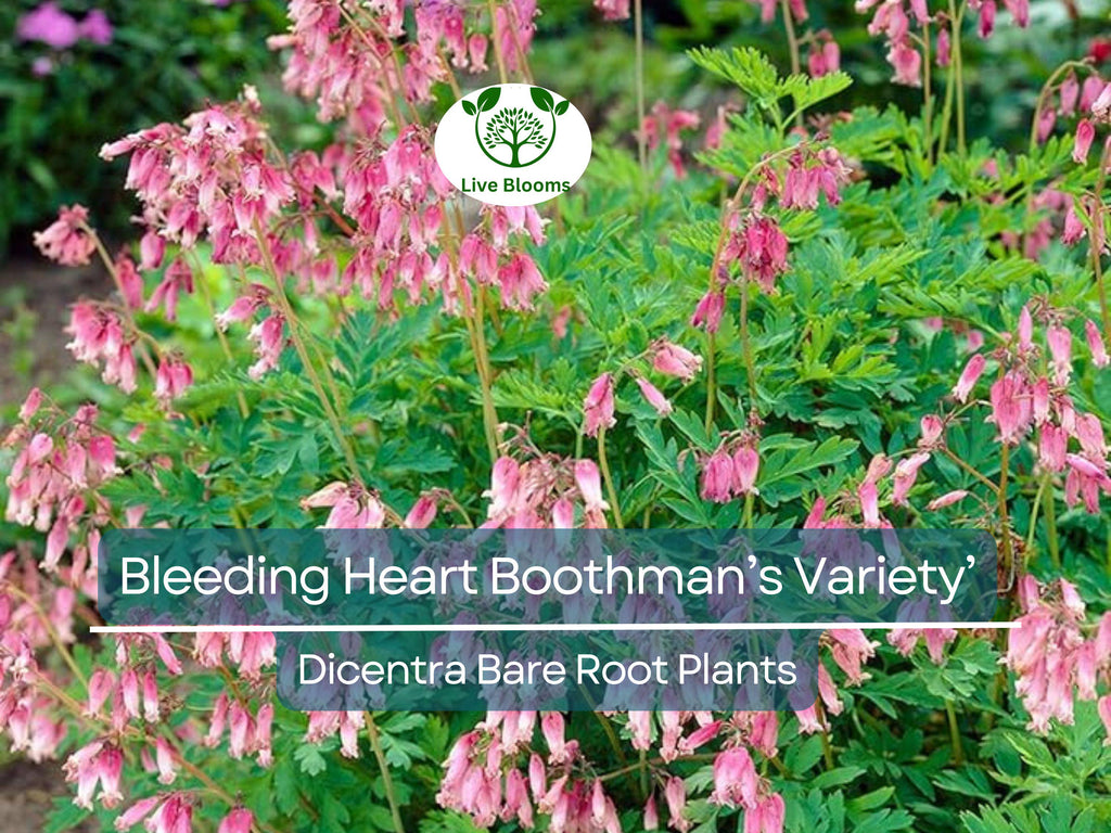 1 Bleeding Heart ‘Boothman’s Variety’ – Bare Root Dicentra Plant – Shade-Loving Summer Perennial with Pink Heart-Shaped Flowers