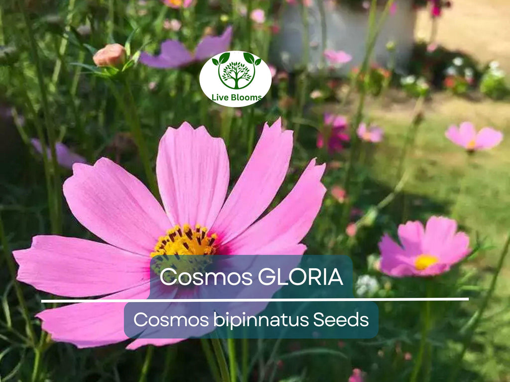 200 Seeds Cosmos GLORIA, 3-5’ Tall, Huge Flower Blooms, Magenta Center, Non-GMO, Beautiful Garden Flowers, Attracts Pollinators