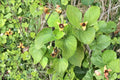 Woolly Dutchman’s Pipevine – Aristolochia tomentosa, Native Perennial Vine | Pipe-Shaped Flowers (10 Seeds)