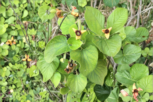 Woolly Dutchman’s Pipevine – Aristolochia tomentosa, Native Perennial Vine | Pipe-Shaped Flowers (10 Seeds)
