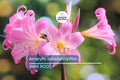 Amaryllis Belladonna Pink Naked Lady Bulb - Award-Winning, Fragrant Pink Blooms, Perfect for Rock Gardens, USDA Zones 8-11