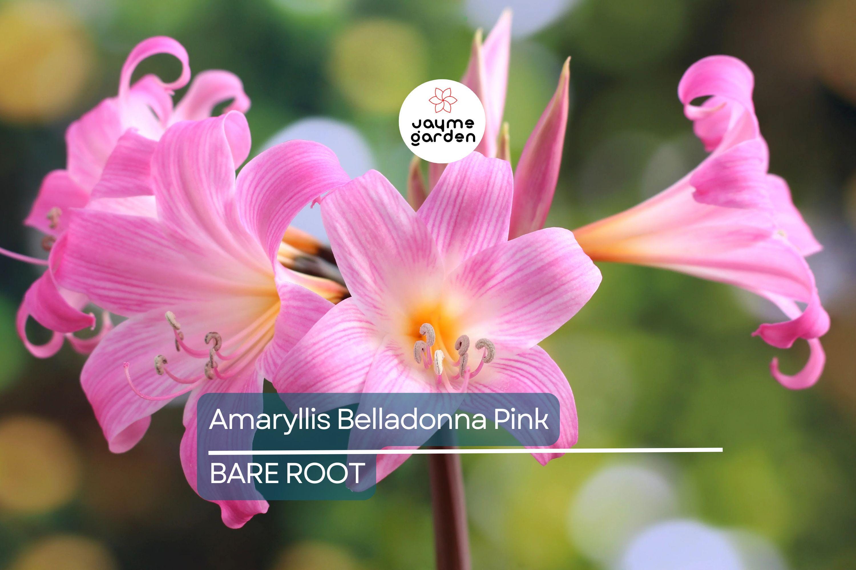 Amaryllis Belladonna Pink Naked Lady Bulb - Award-Winning, Fragrant Pink Blooms, Perfect for Rock Gardens, USDA Zones 8-11