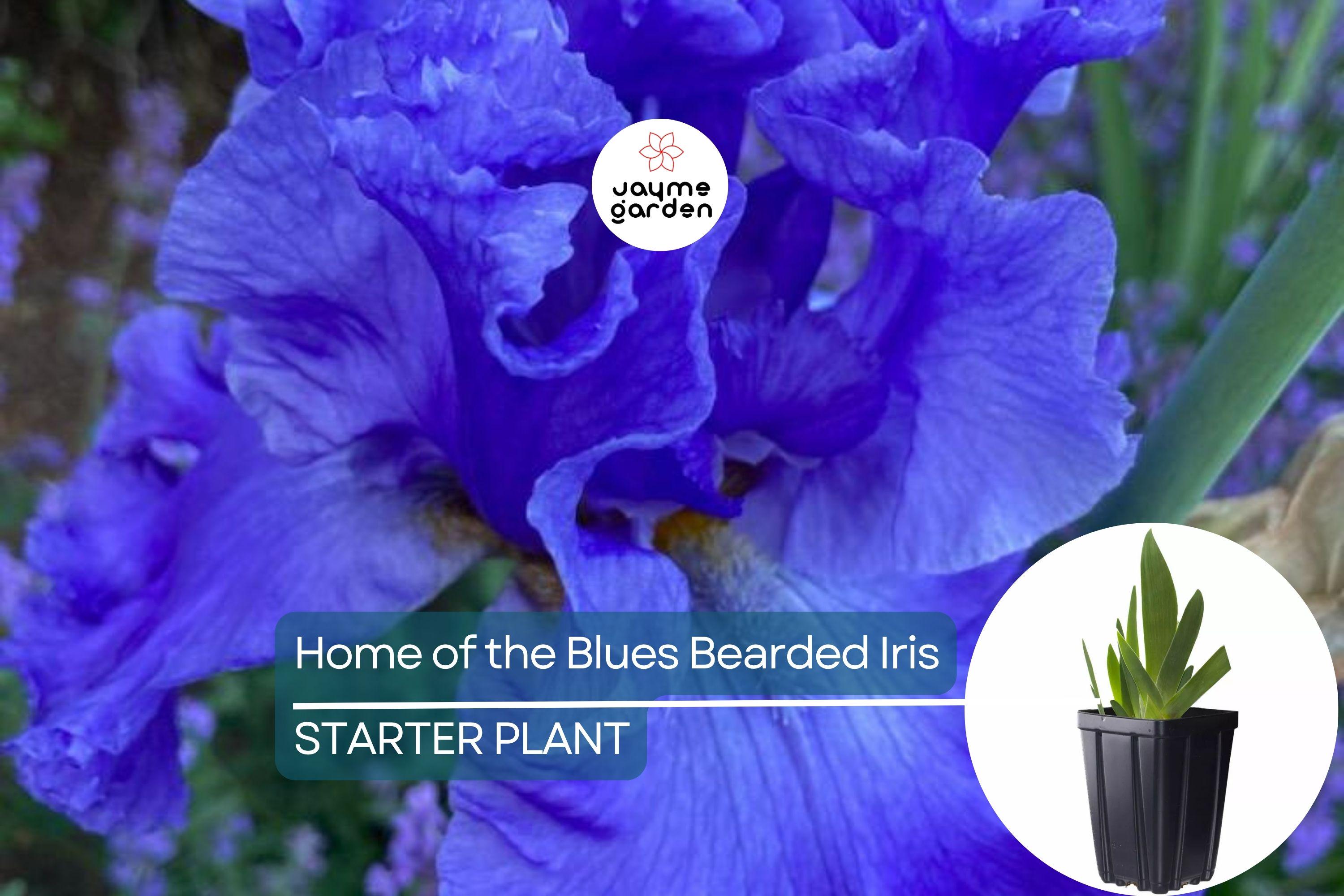 Home of the Blues Bearded Iris – Quart Pot | Fragrant Blue Flowers | Hardy Perennial | Zones 3-10