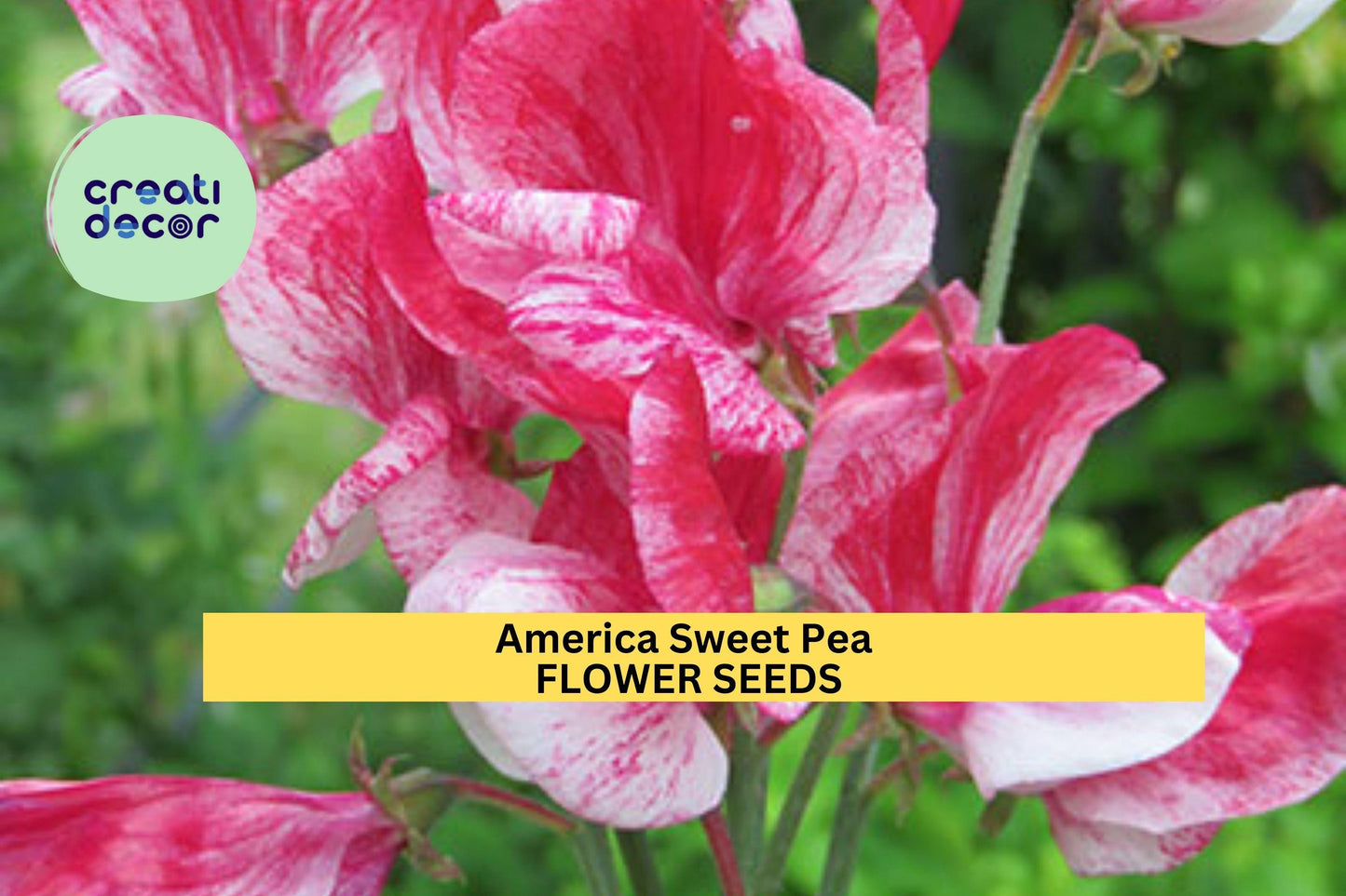 50+ America Sweet Pea Seeds – Red & White Striped Fragrant Blooms for Garden Planting, Climbing Vines for Trellises – USA