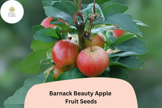 25+ Barnack Beauty Apple Seeds for Planting | Rare Heirloom English Apple Tree | Sweet Crisp Fruit