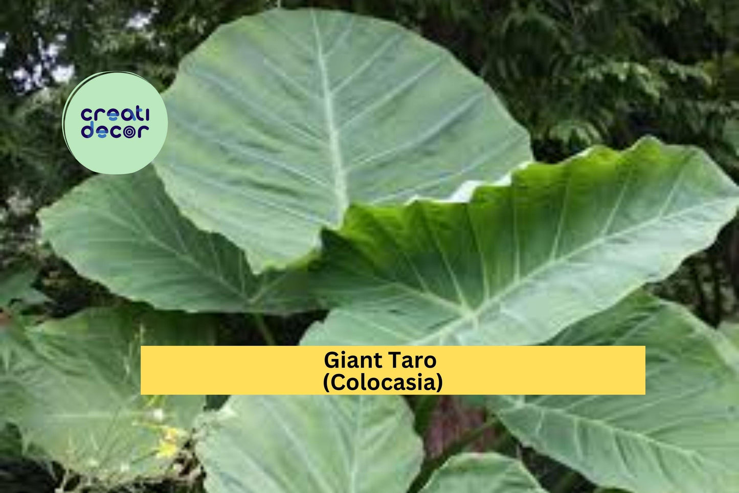 Giant Taro Colocasia Elephant Ear | 20 Bare Root Plants | Tropical Perennial Foliage for Landscaping and Water Gardens