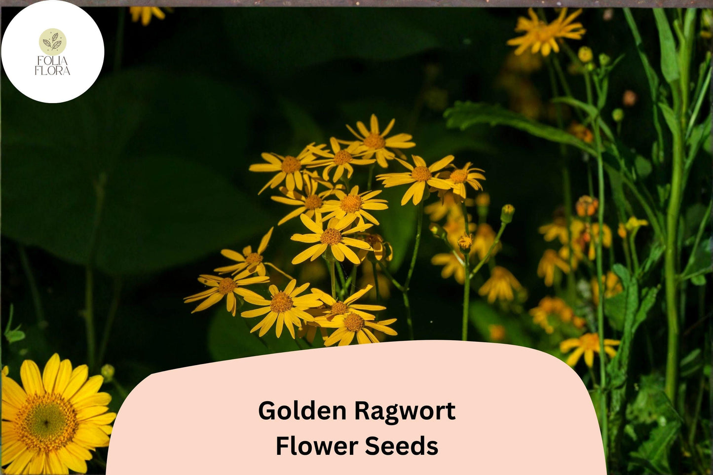 100 Golden Ragwort Seeds | Packera aurea | Native Yellow Wildflower | Shade-Loving Perennial for Pollinator