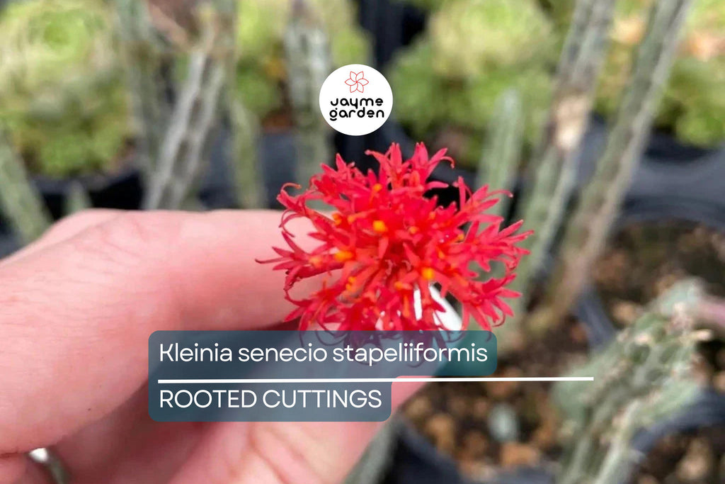 Kleiniia Senecio Stepiliformis Succulent Pickle Plant - 2 Rooted Cuttings in 2" Pot