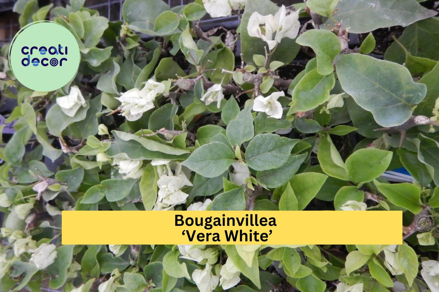 Bougainvillea ‘Vera White’ Live Starter Plug Plant – Well Rooted USA Seller, Tropical White Flower Vine, Fast-Growing Outdoor Plant