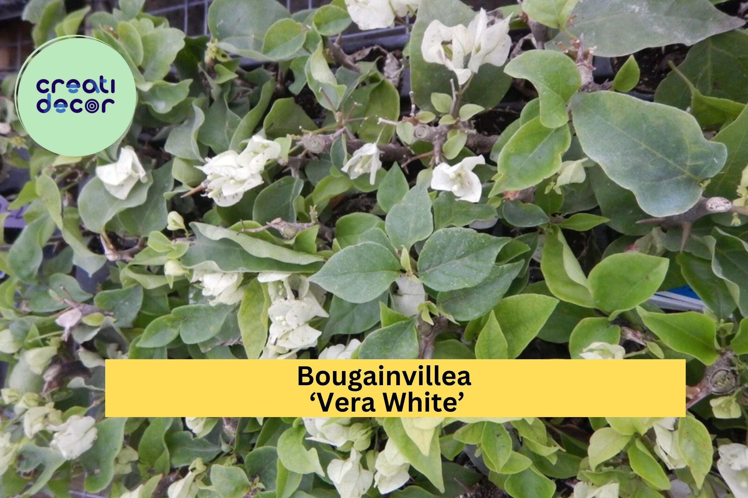Bougainvillea ‘Vera White’ Live Starter Plug Plant – Well Rooted USA Seller, Tropical White Flower Vine, Fast-Growing Outdoor Plant