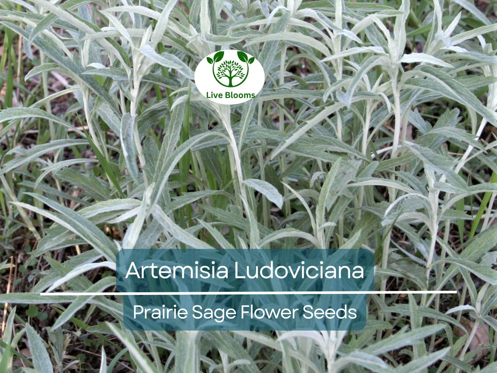30 mg Seeds Artemisia Ludoviciana (Prairie Sage) for Planting - Herb, Drought-Tolerant, Fragrant Perennial, Native Plant for Garden