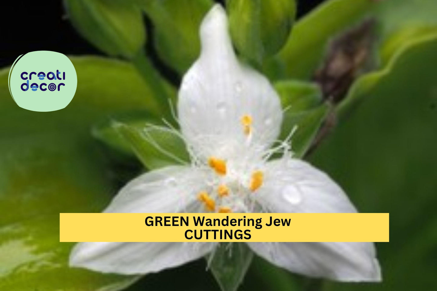 12 Green Wandering Jew Cuttings | Tradescantia Fluminensis Starter Plants | Easy Indoor Trailing Vine | Cold Sensitive
