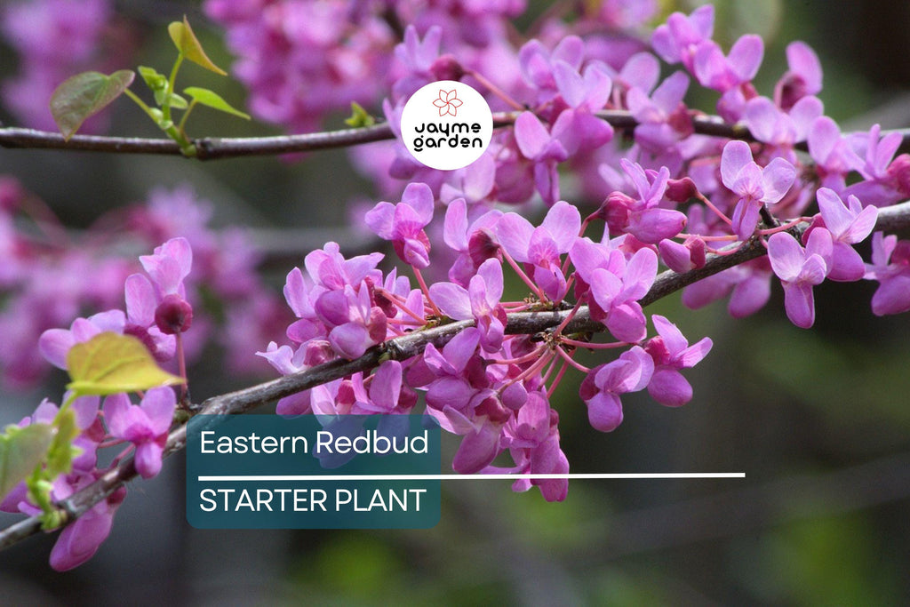 Eastern Redbud Tree – Live Bare Root, Cercis canadensis, Rosy Pink Flowers, Fast-Growing, 2-3 Ft Tall, Drought Tolerant, Zones 4-9