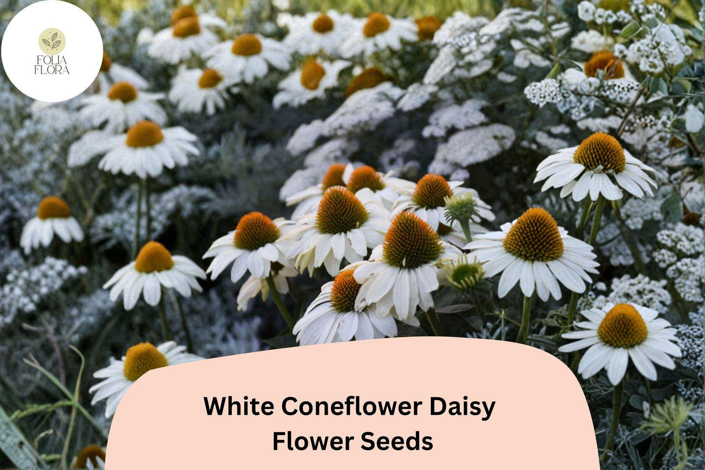 200+ White Coneflower Daisy Seeds | Echinacea purpurea ‘White Swan’ | Hardy Perennial | Pollinator-Friendly Blooms