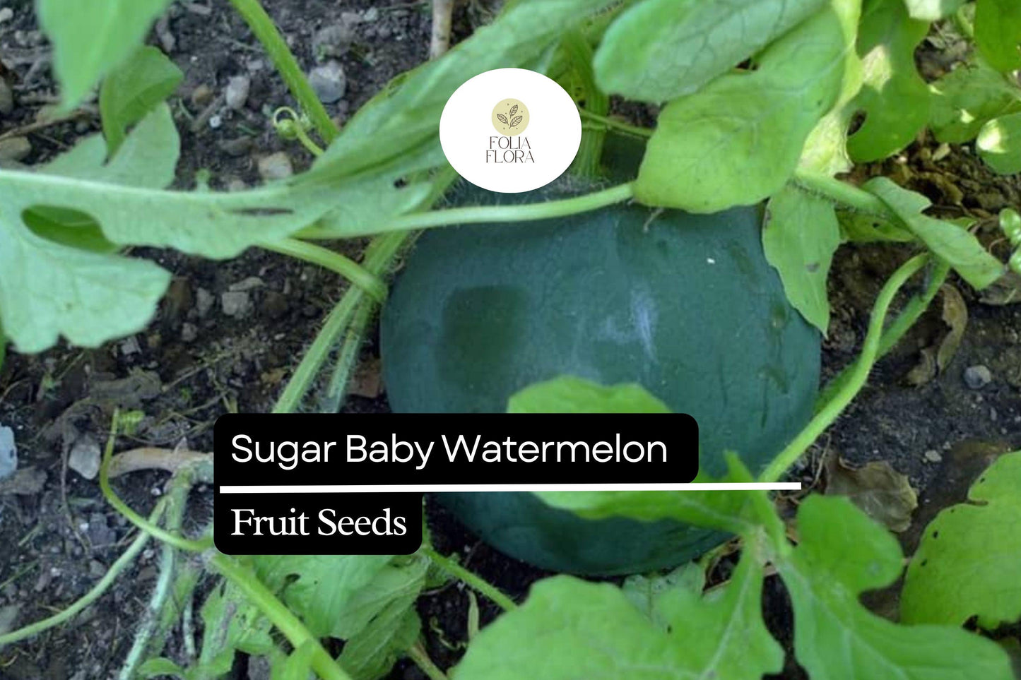 25 Seeds Sugar Baby Watermelon (Citrullus lanatus) – Sweet Icebox Watermelon for Home Gardens
