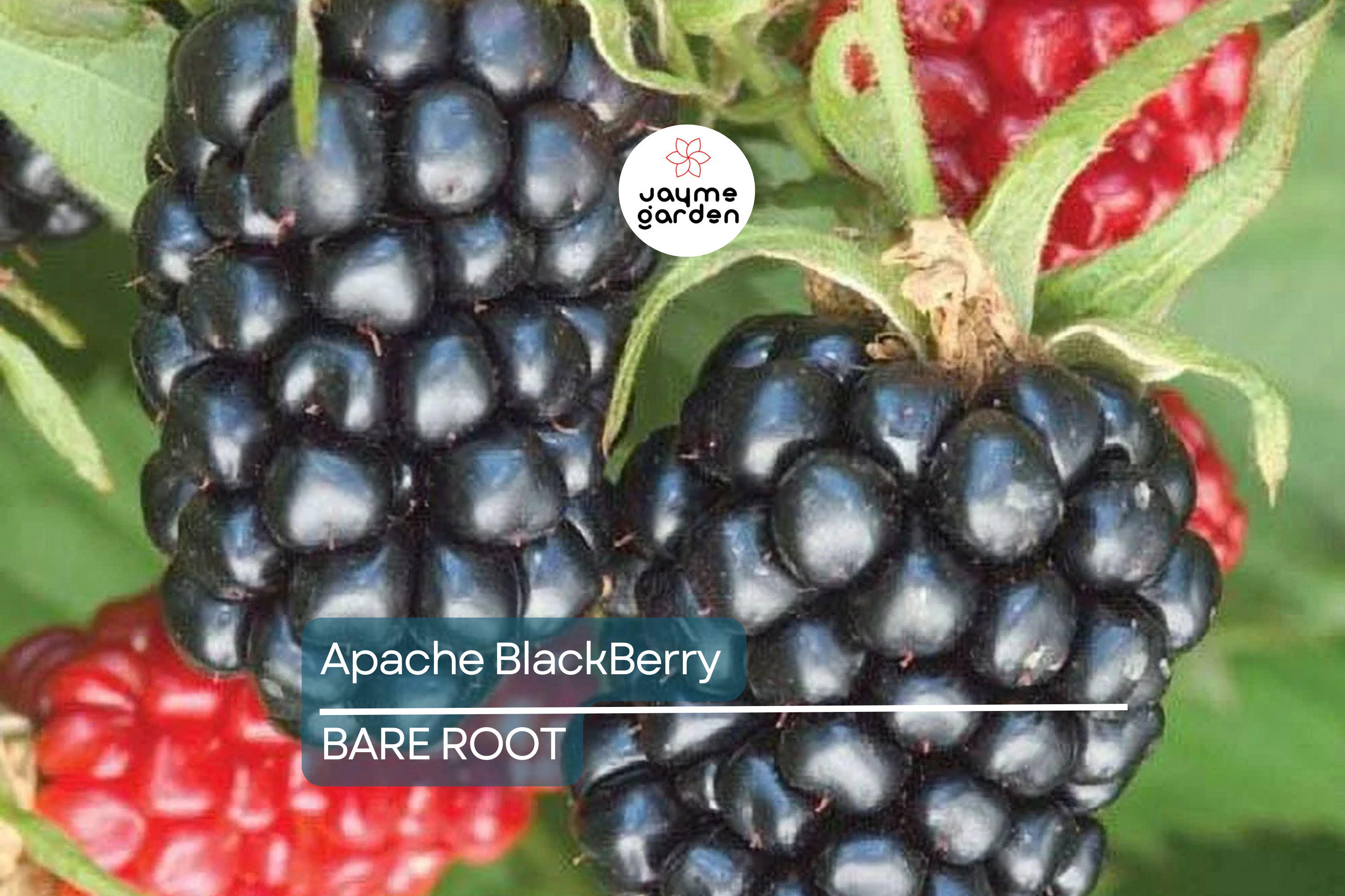 3 Apache Thornless Blackberry Plants - Bare Root, Rubus Fruit Bush, Easy to Grow, High-Yield, Sweet Berries