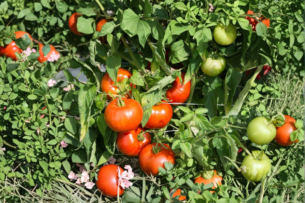Tomato – Rutgers 30 Seeds | Classic Heirloom Tomato | Balanced Flavor | Excellent for Fresh & Canning
